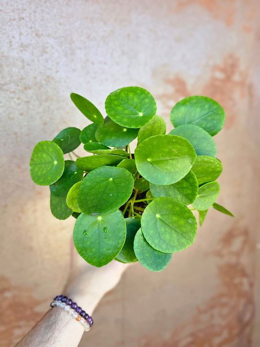 Pilea peperomioides "Money Plant/UFO Plant" 6"