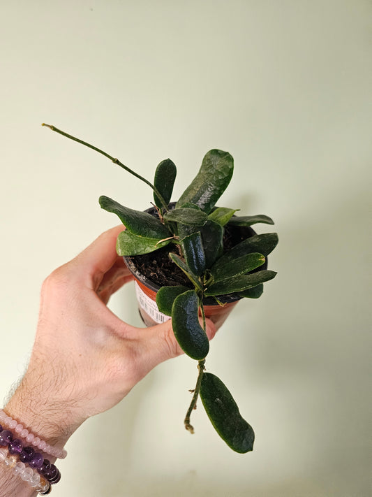 Hoya rotundiflora 4"