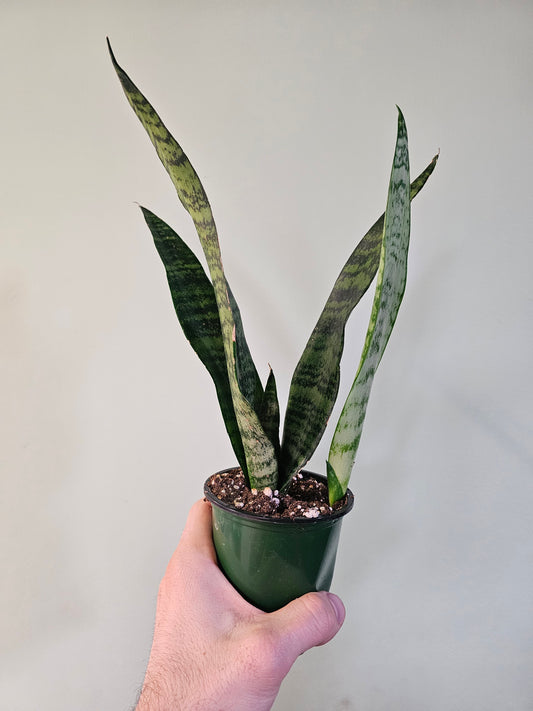 Sansevieria 'Wintergreen' 3.5"