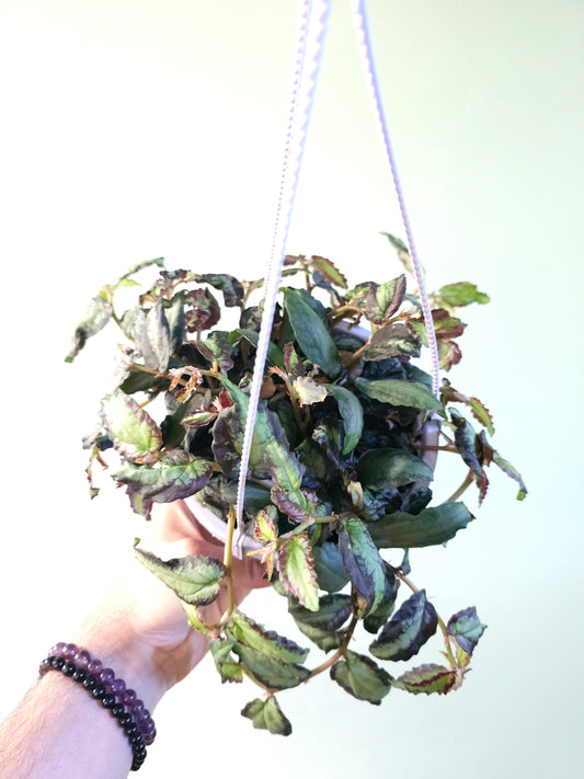 Pellionia repens "Rainbow Jungle Vine" 6" HB