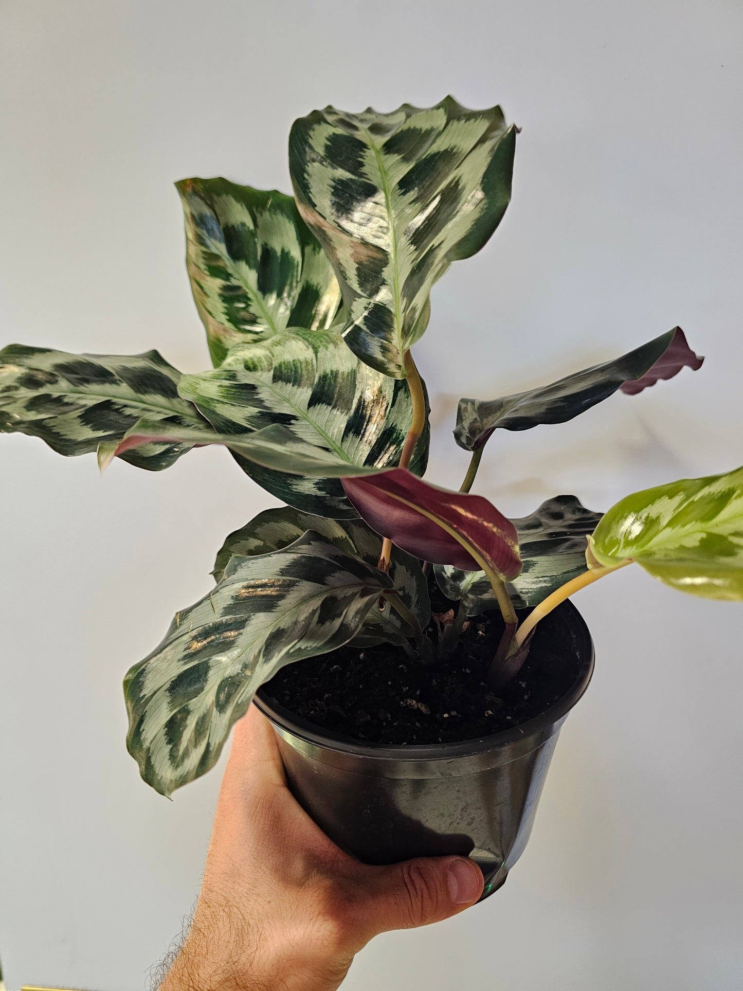 Calathea "Helen Kennedy' 6"