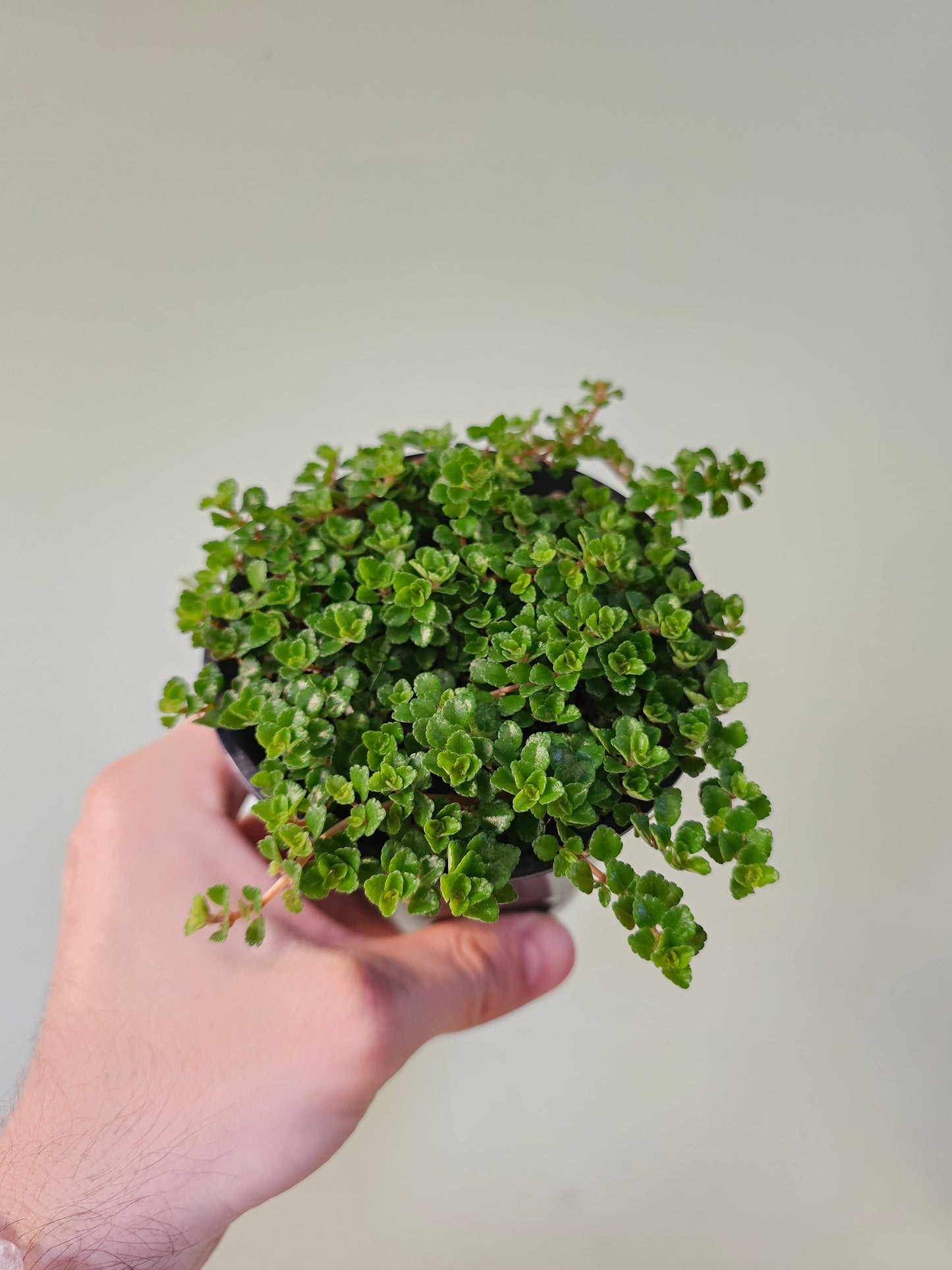 Pilea depressa 'Sao Paulo' 4"
