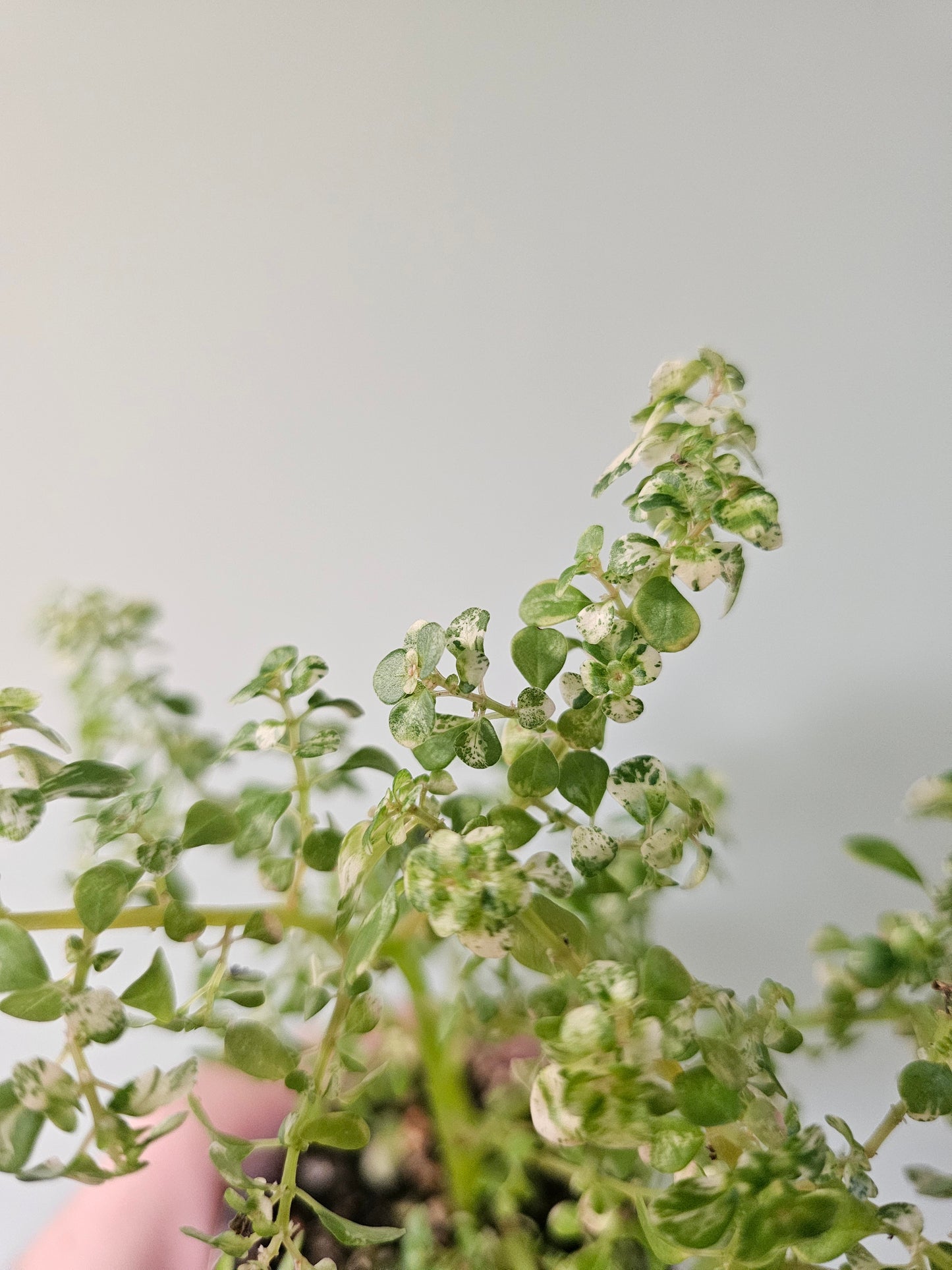 Pilea microphylla 'Variegata' "Tricolor Artillery/Confetti Fern" 4"