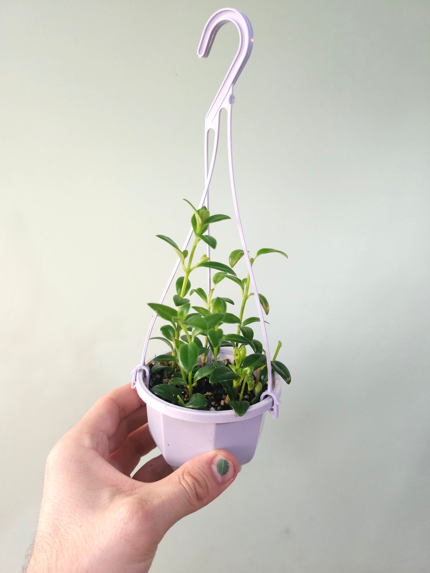 Nematanthus gregarius "Goldfish Plant" 4" HB
