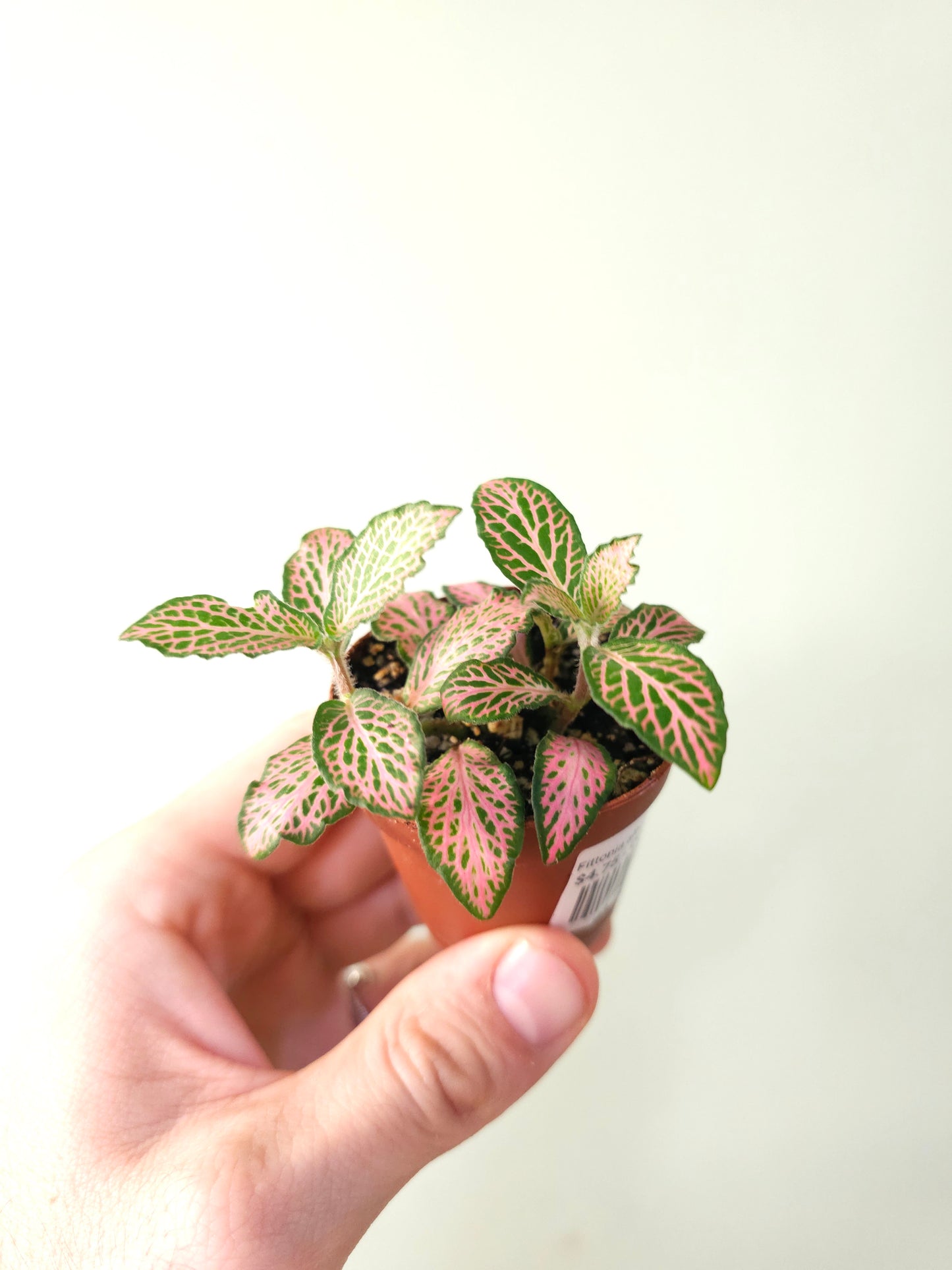 Fittonia albivenis 'Pink Forest Flame' 2"