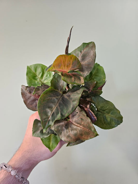 Syngonium 'Merry Maria' 3.5"