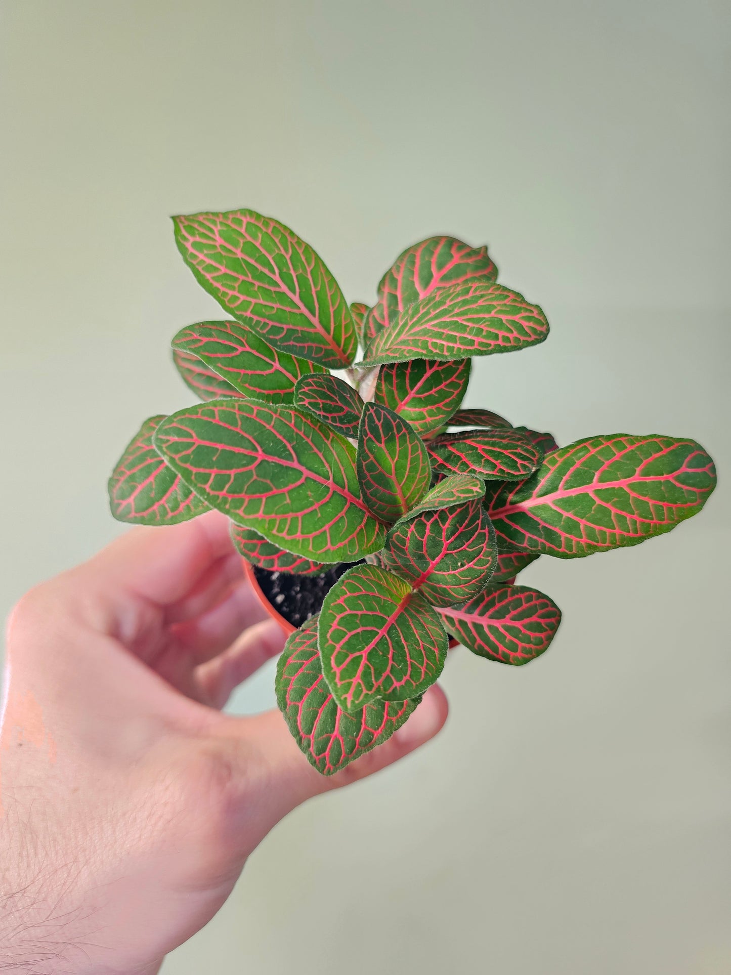 Fittonia albivenis 'Red' Nerve Plant 2.5"