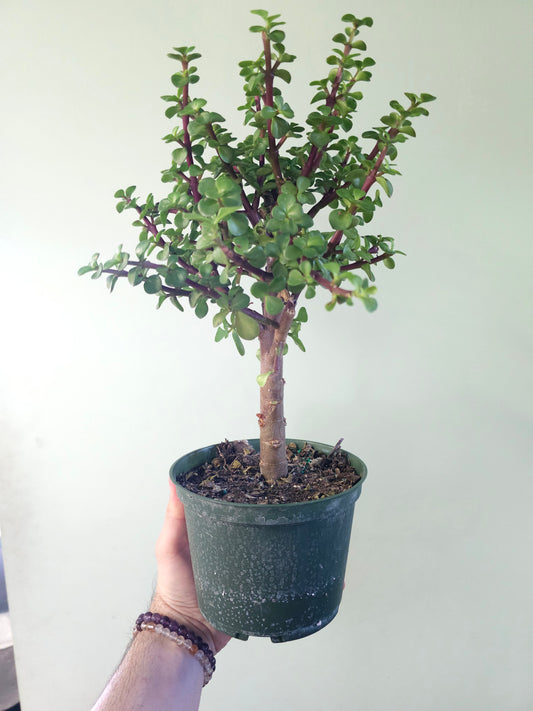 Portulacaria afra "Jade Bonsai" 6"