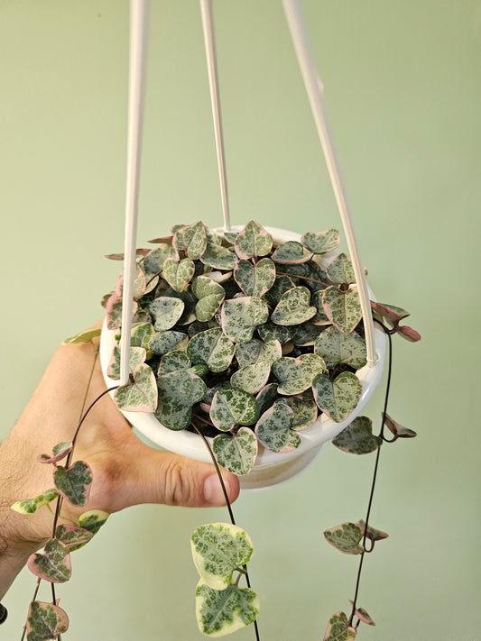 Ceropegia woodii "Variegated String of Hearts" 4.5" HB