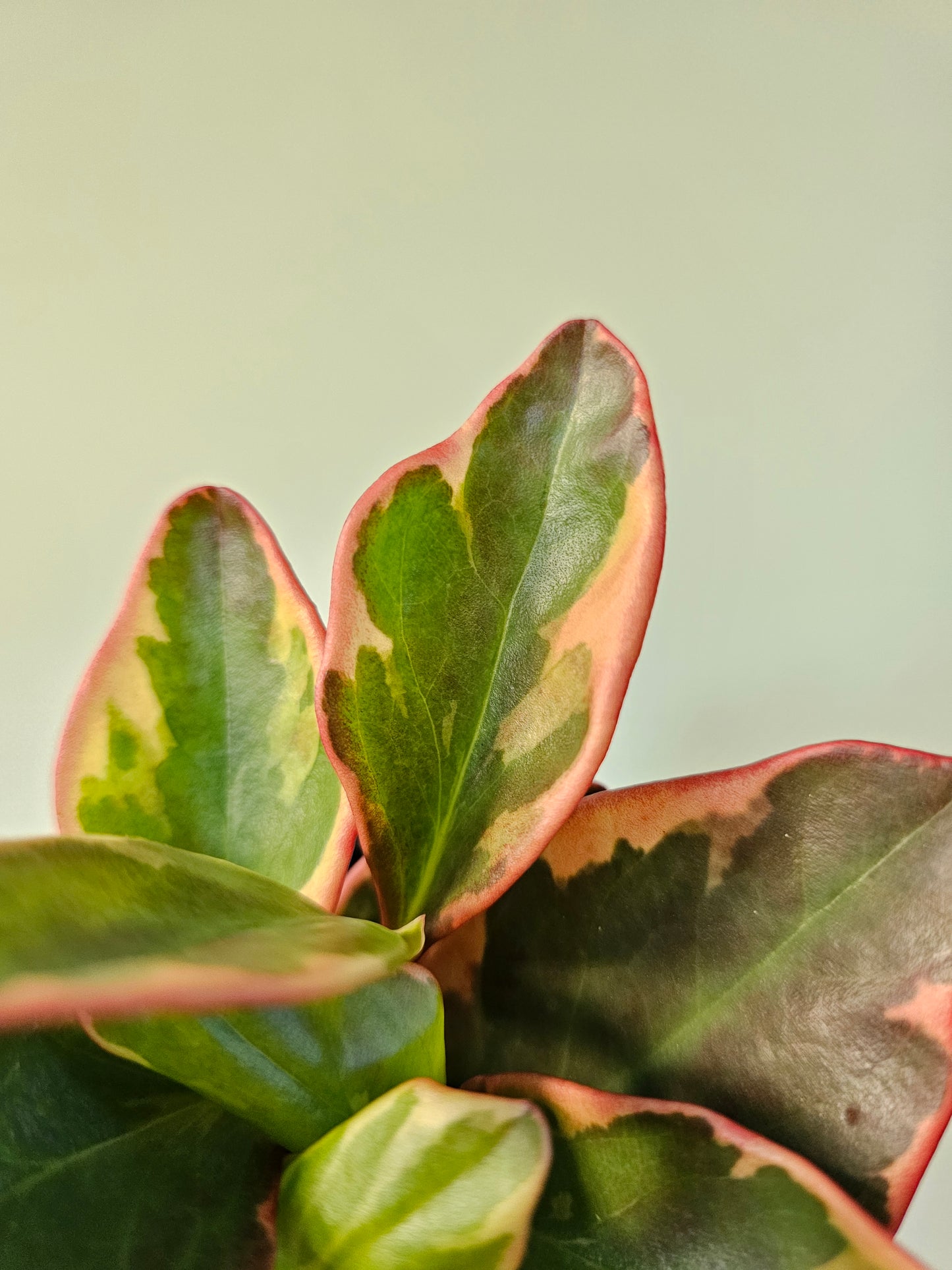 Peperomia clusiifolia 'Ginny' 3.5"