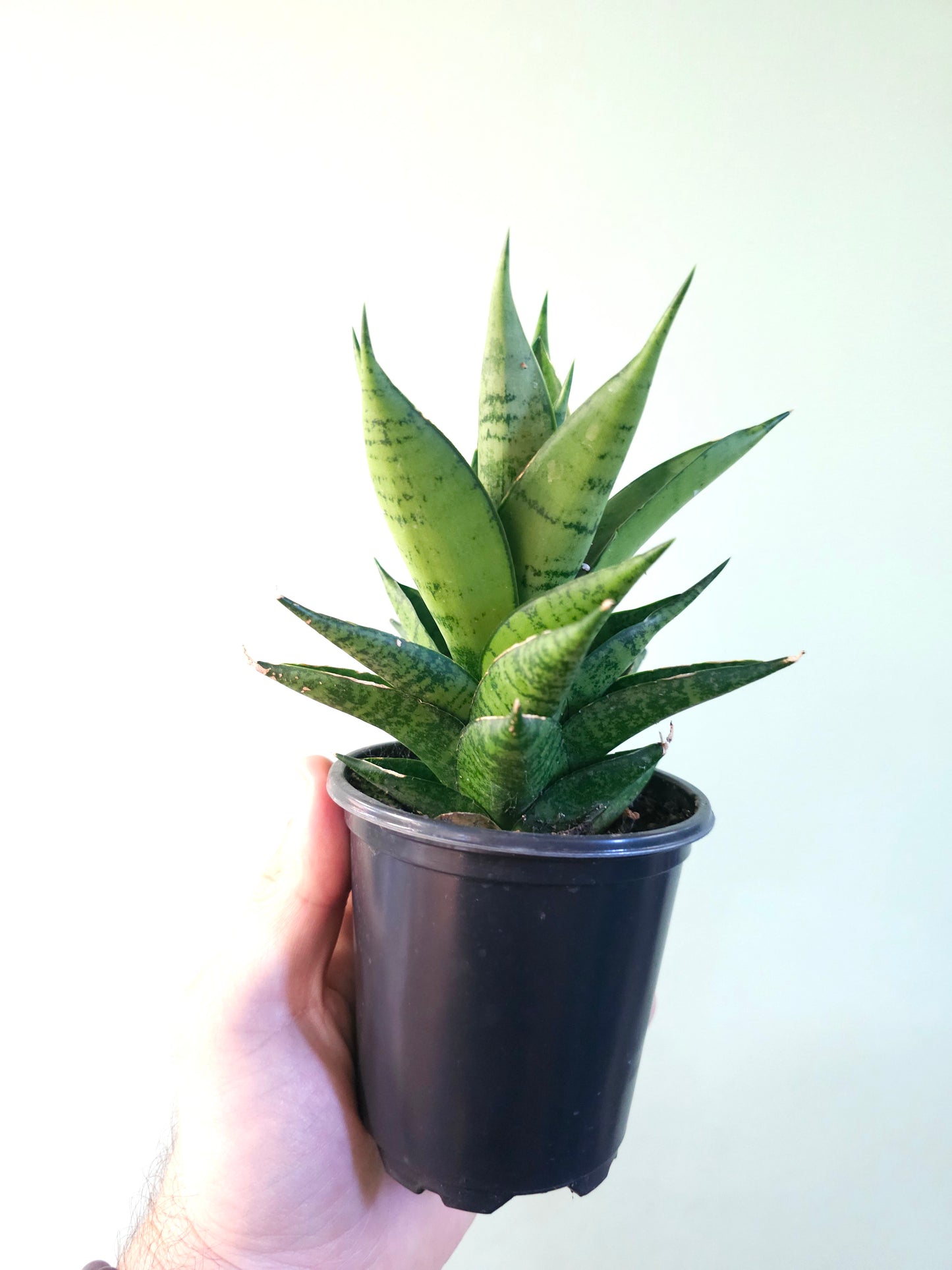 Sansevieria 'Table Mountain' 3.5"