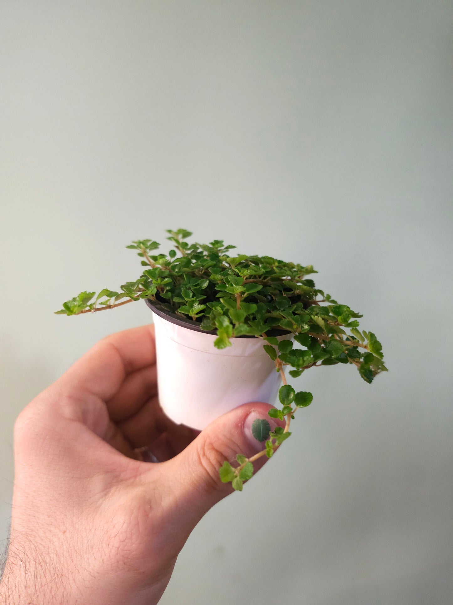 Pilea depressa 'Sao Paulo' 2.5"