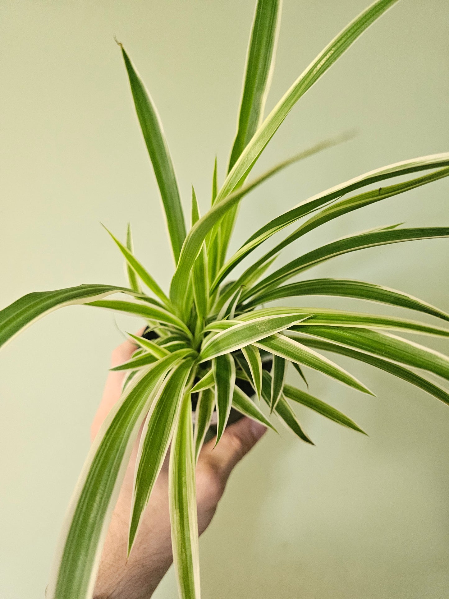Chlorophytum comosum 'Variegatum' Reverse Variegated Spider Plant 3.5"