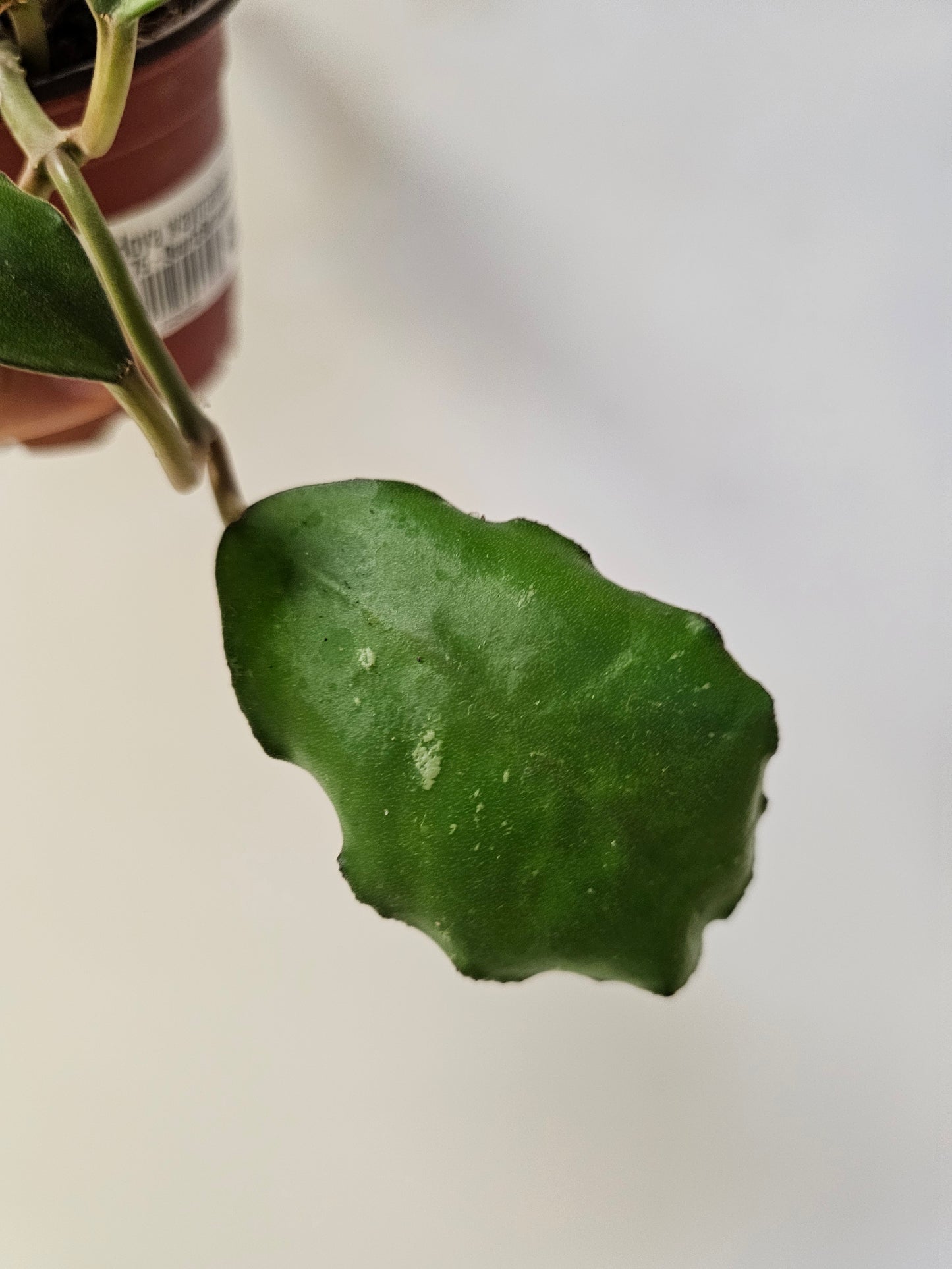 Hoya waymaniae 4"