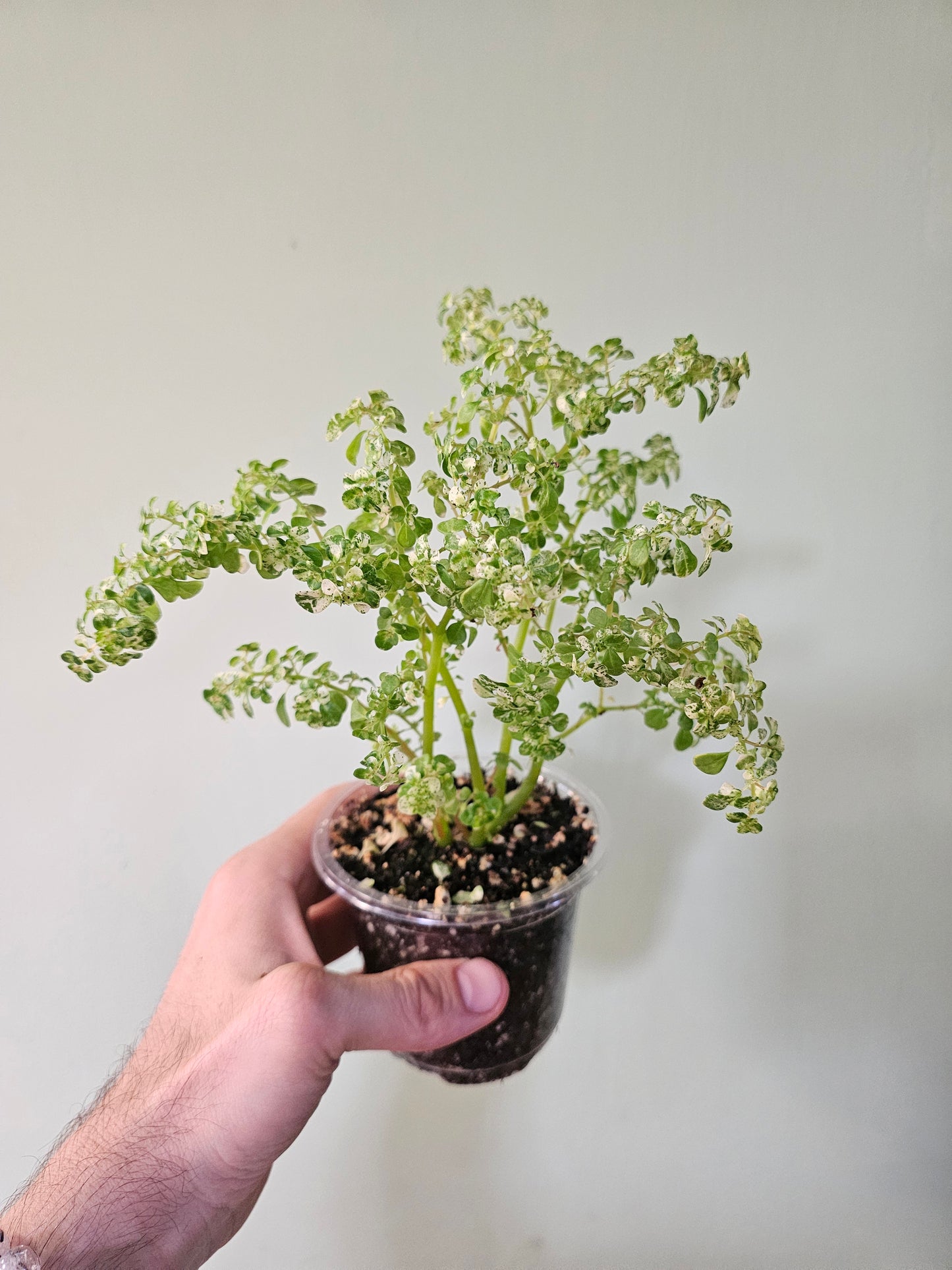 Pilea microphylla 'Variegata' Tricolor Artillery/Confetti Fern 4"