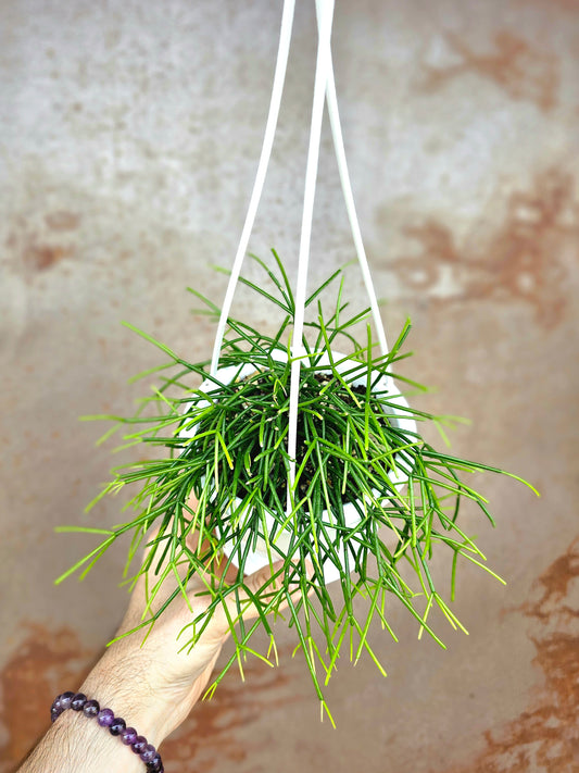 Rhipsalis baccifera "Spaghetti Plant" 4.5" HB