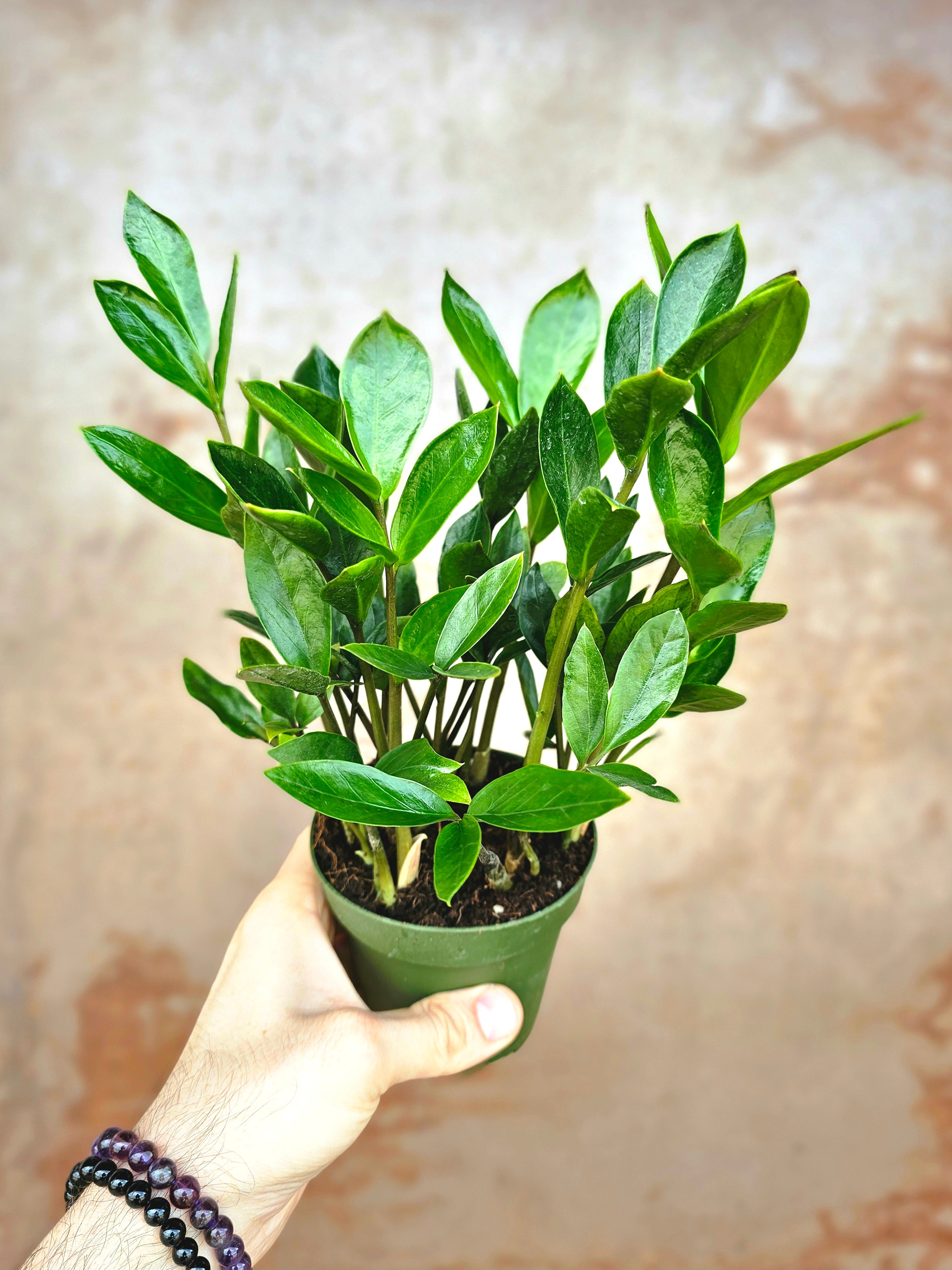 amiifolia zz plant Zamioculcas zamiifolia 'Zamicro' Dwarf ZZ 4" – Quartz Botanicals