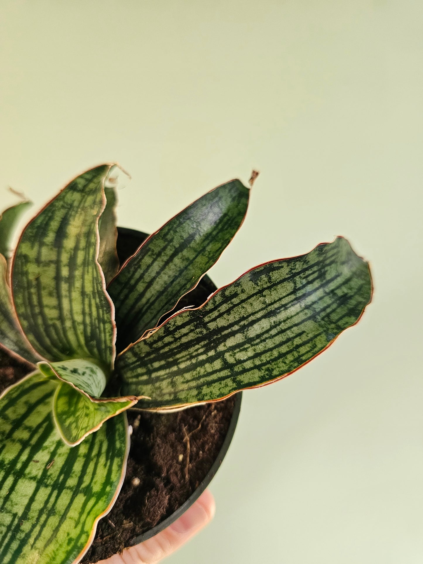 Sansevieria kirkii 'Cleopatra' 4"