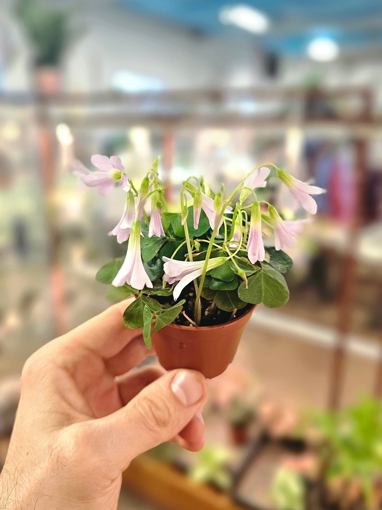 Oxalis triangularis 'Lavender' "Shamrock" 2.5"