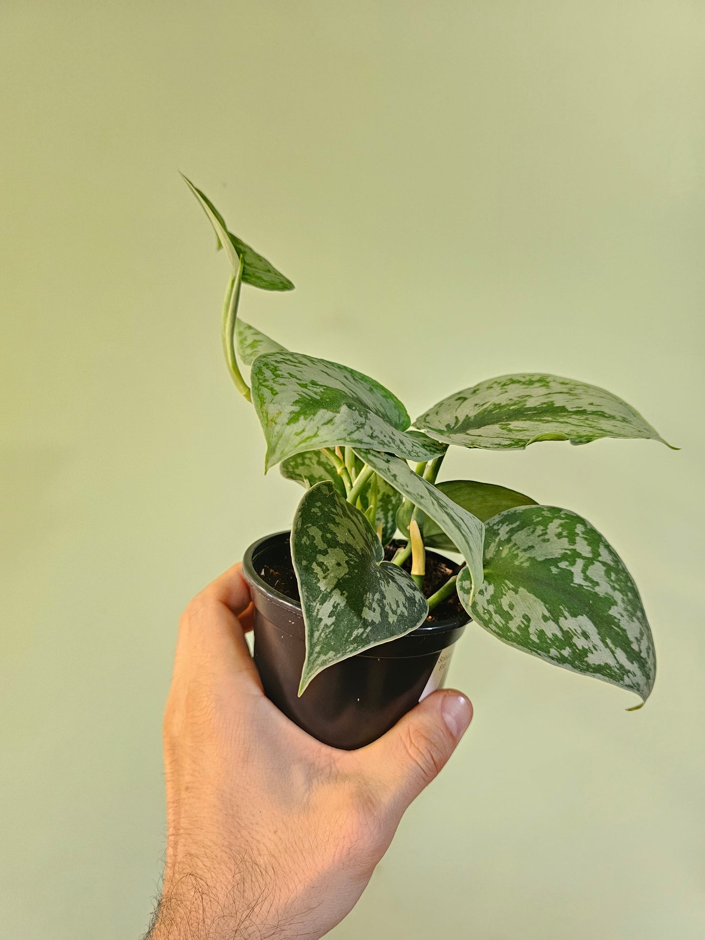 Scindapsus pictus 'Exotica' 4"