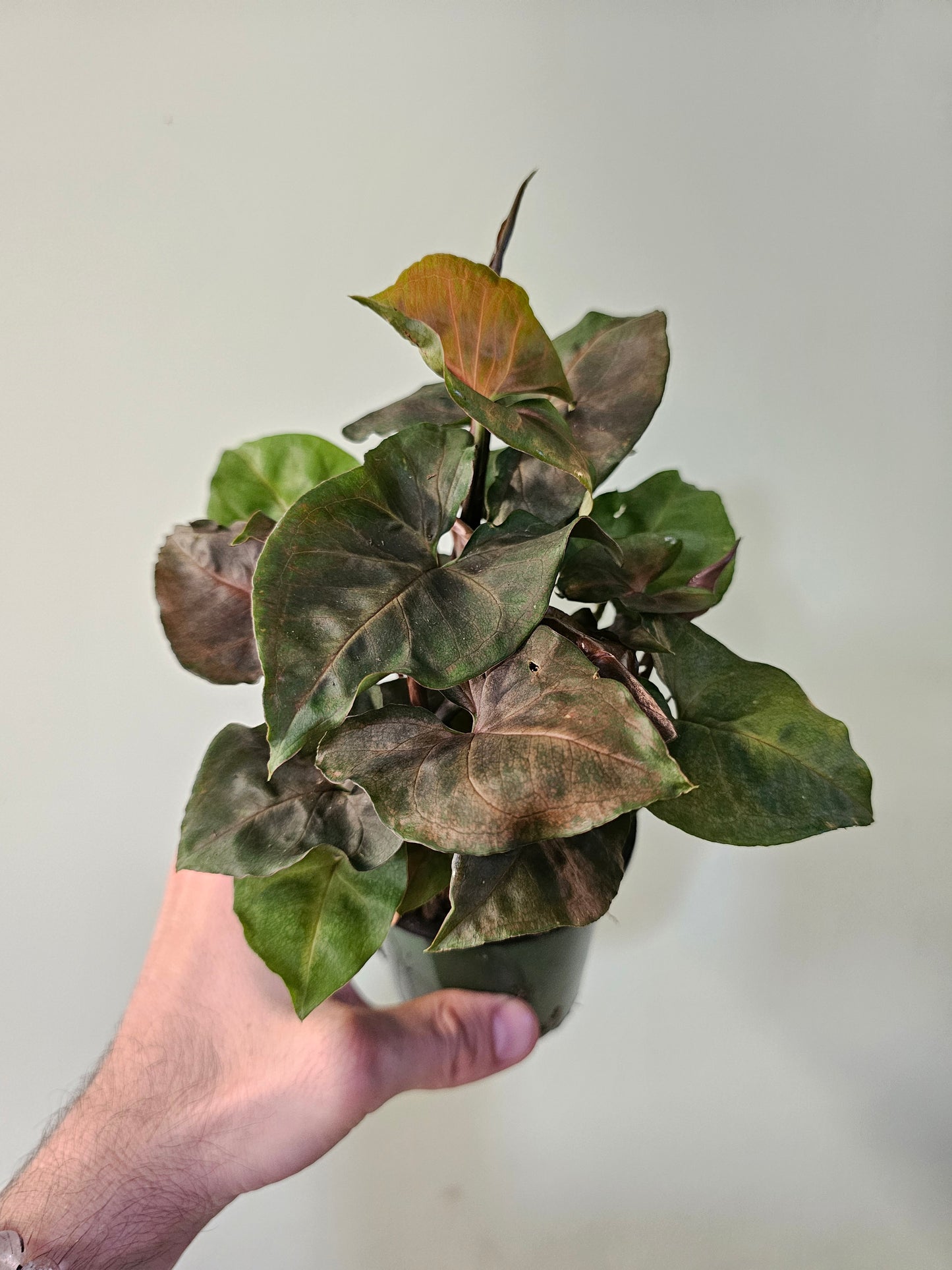 Syngonium 'Merry Maria' 3.5"