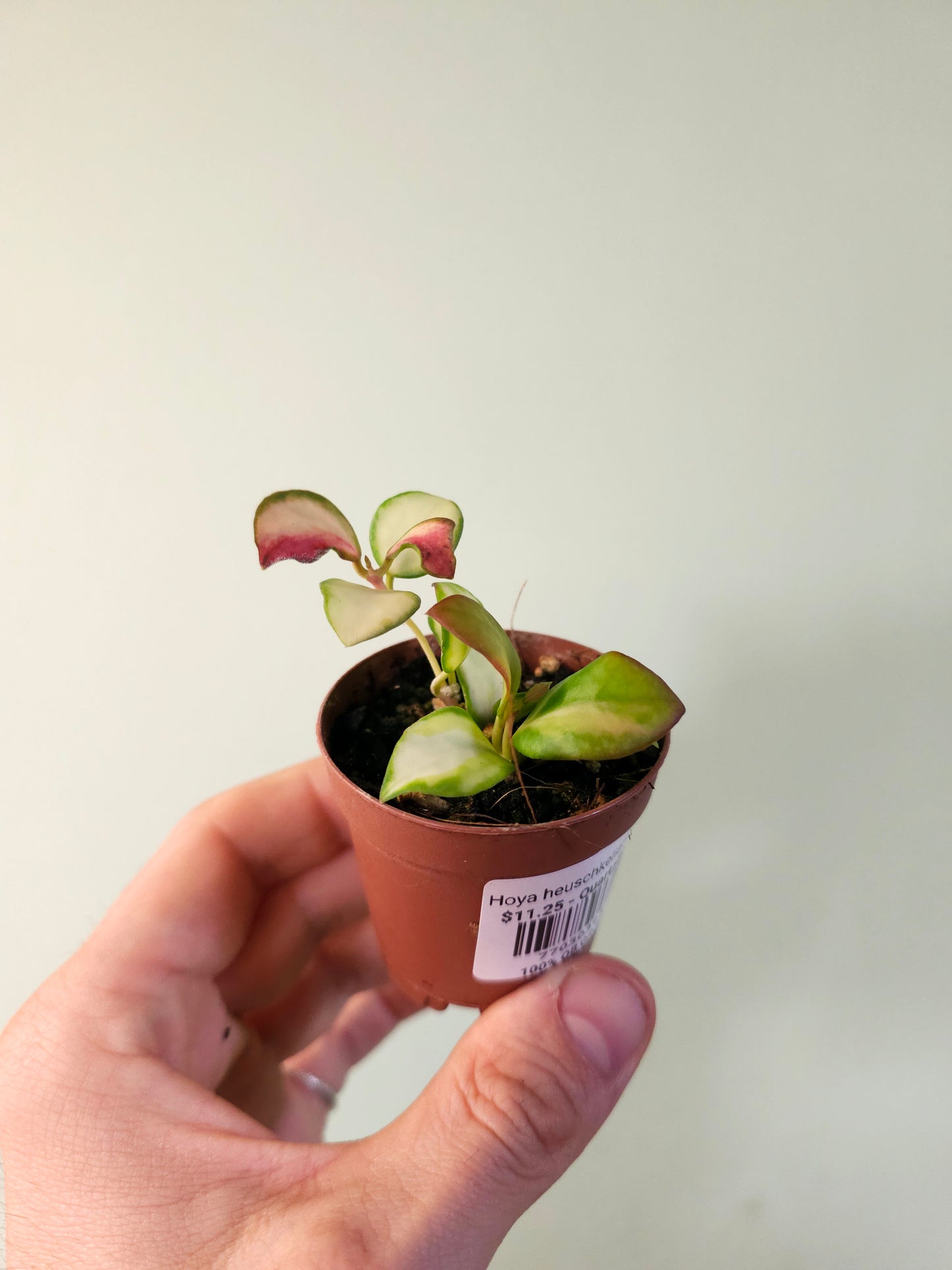 Hoya heuschkeliana Variegated 2"