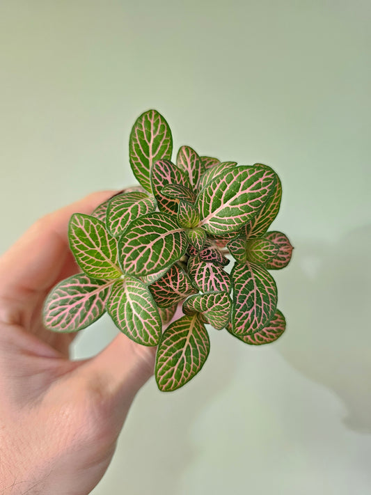 Fittonia albivenis cv. Extra Pink (QB Original) 2"