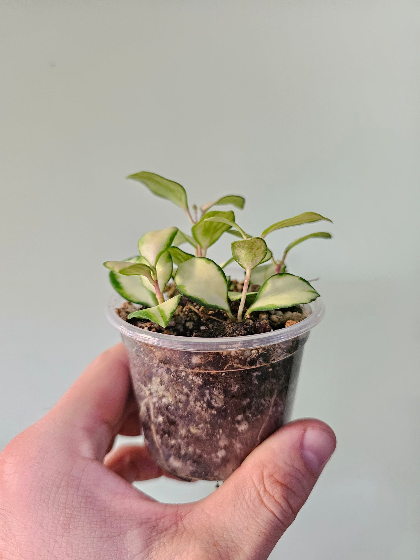 Hoya heuschkeliana Variegated 3"