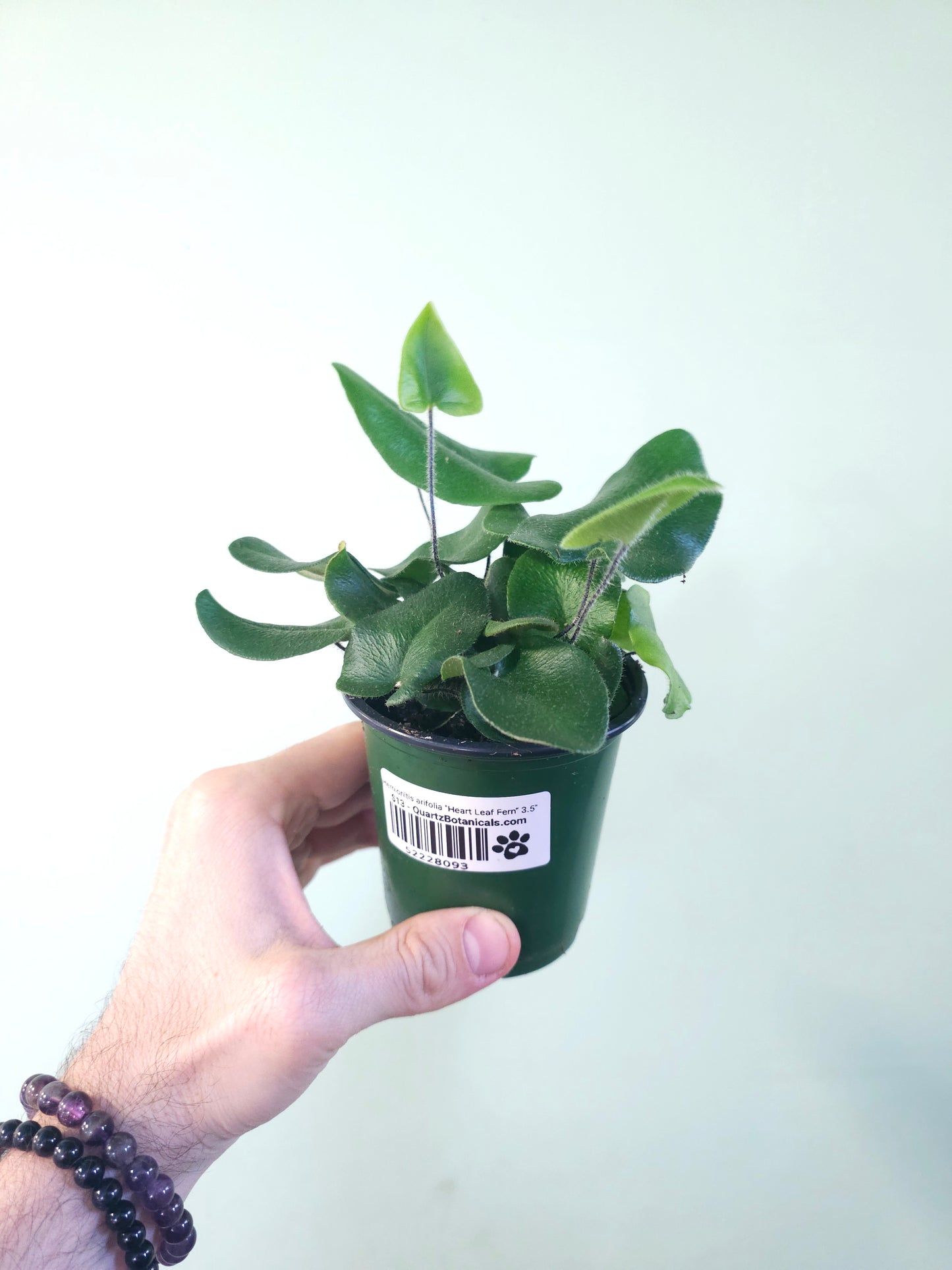 Hemionitis arifolia "Heart Leaf Fern" 3.5"