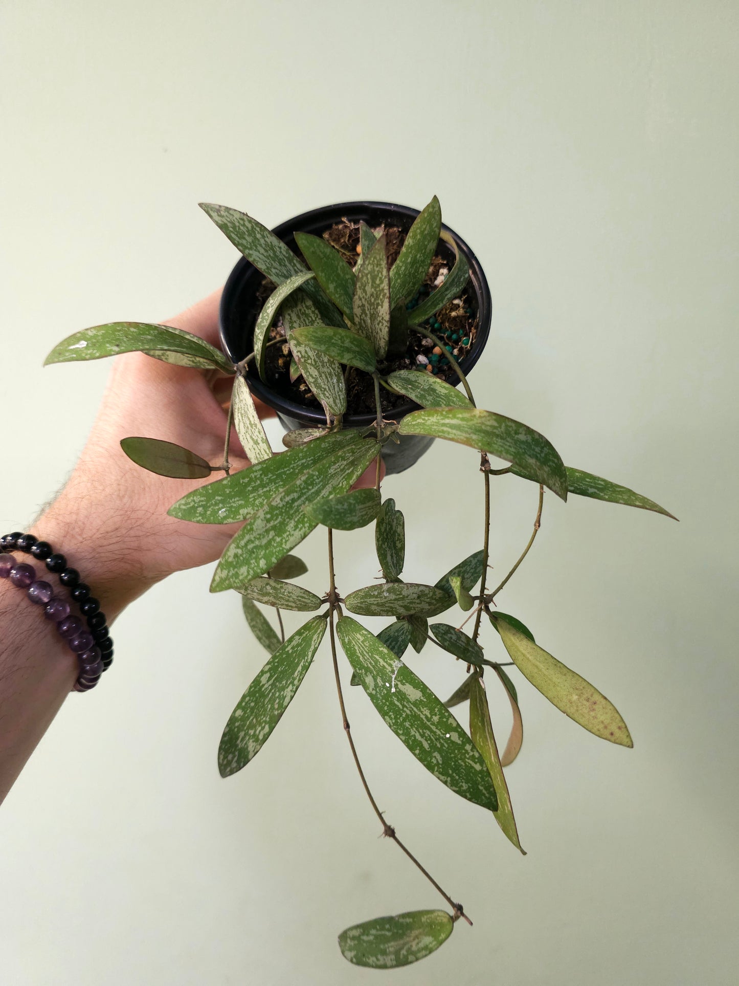 Hoya sigillatis 4"