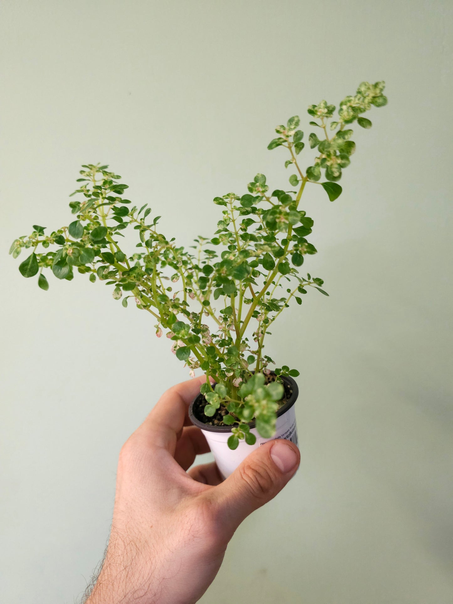 Pilea microphylla 'Variegata' Tricolor Artillery/Confetti Fern 2.5"