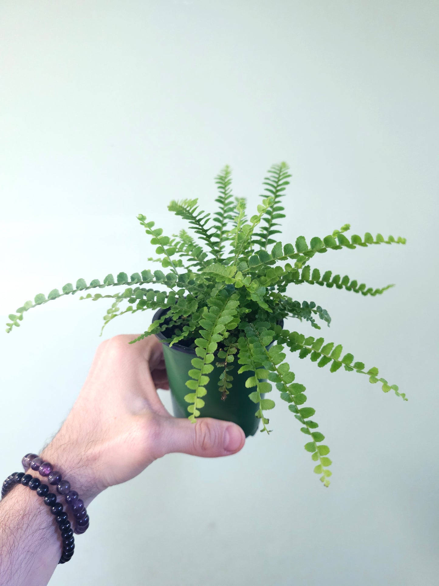 Nephrolepis cordifolia "Lemon Button Fern" 3.5"