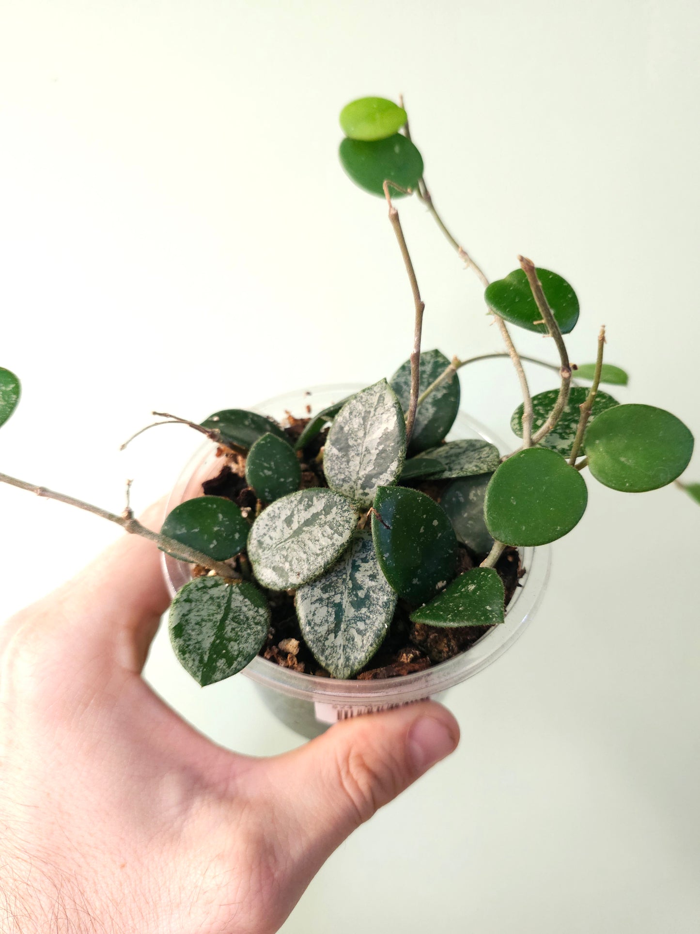Hoya 'Mathilde' 4"