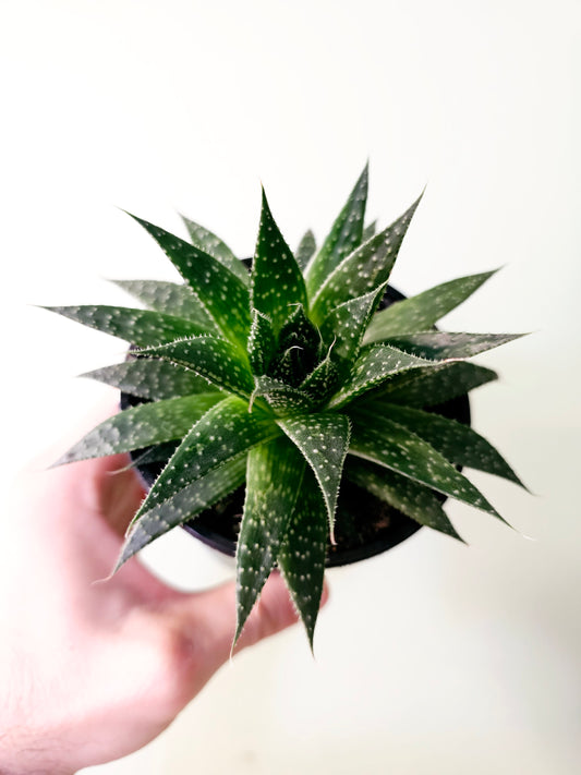 Aloe aristata "Lace Aloe" 4"