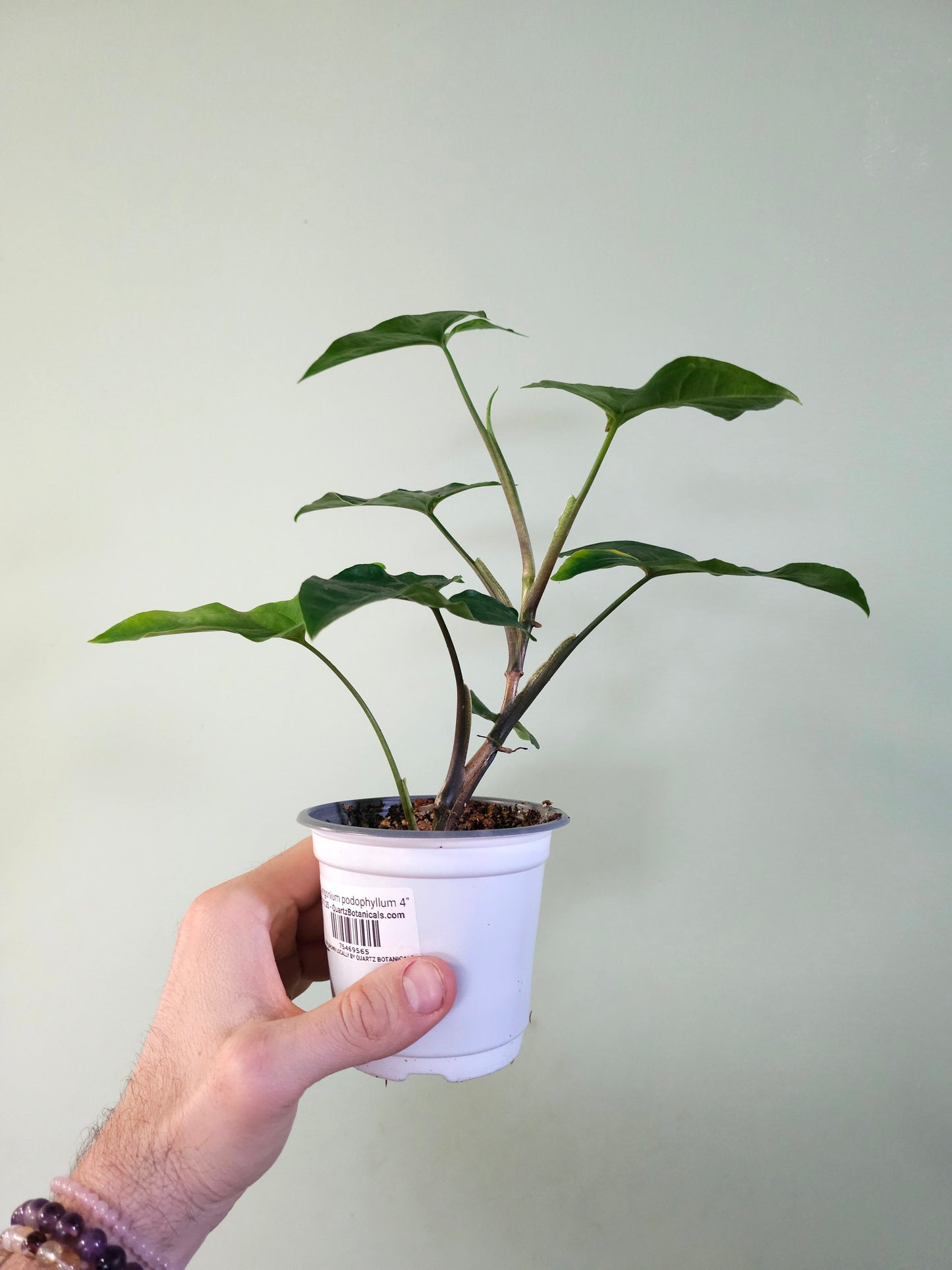 Syngonium podophyllum 4"