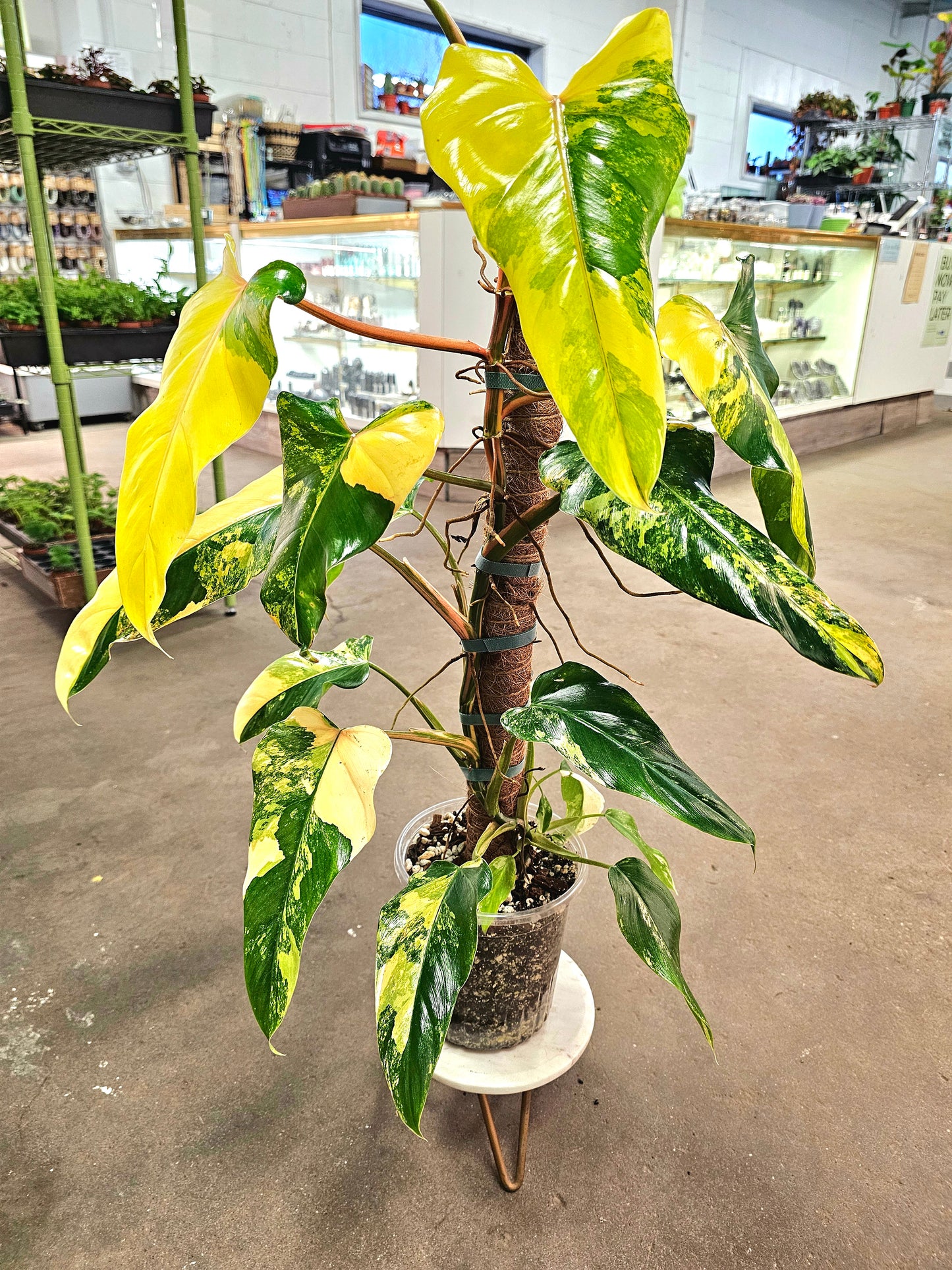 SAAM Auction - XXL Variegated Philodendron Domesticum