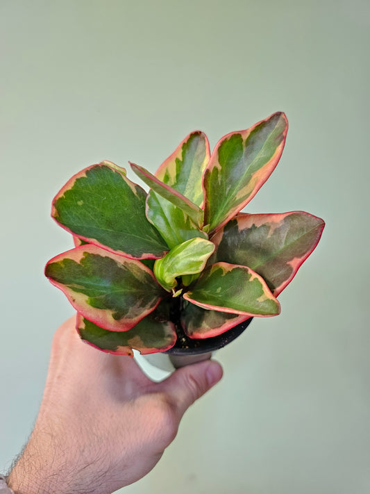 Peperomia clusiifolia 'Ginny' 3.5"