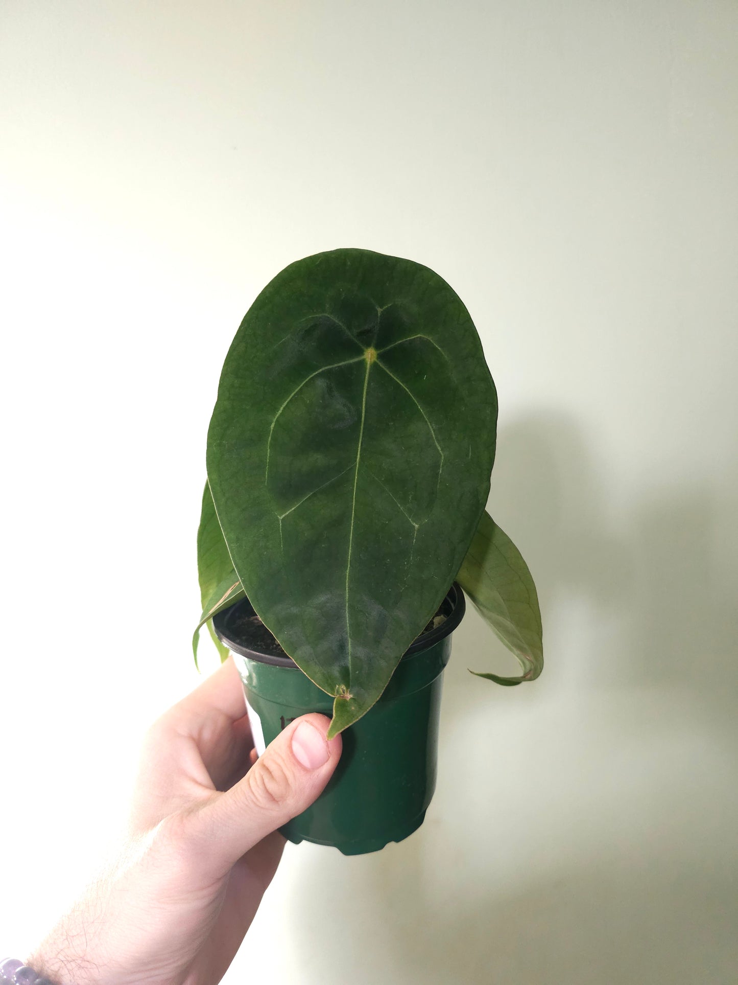 Anthurium forgetii 4"