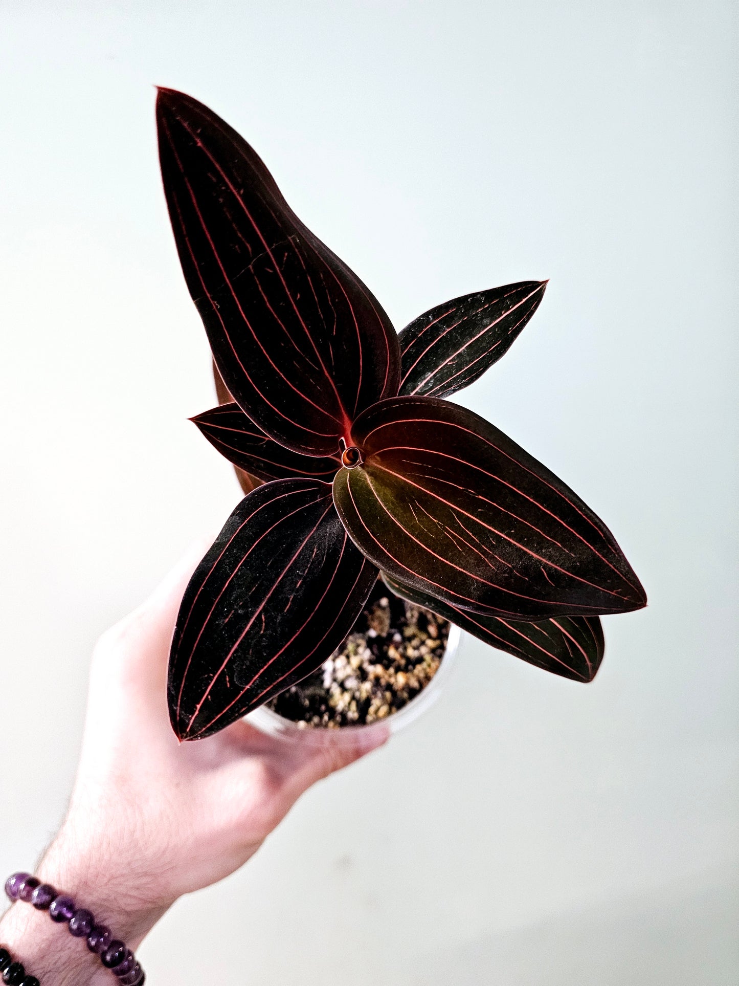 Ludisia discolor "Black Jewel Orchid" 4"