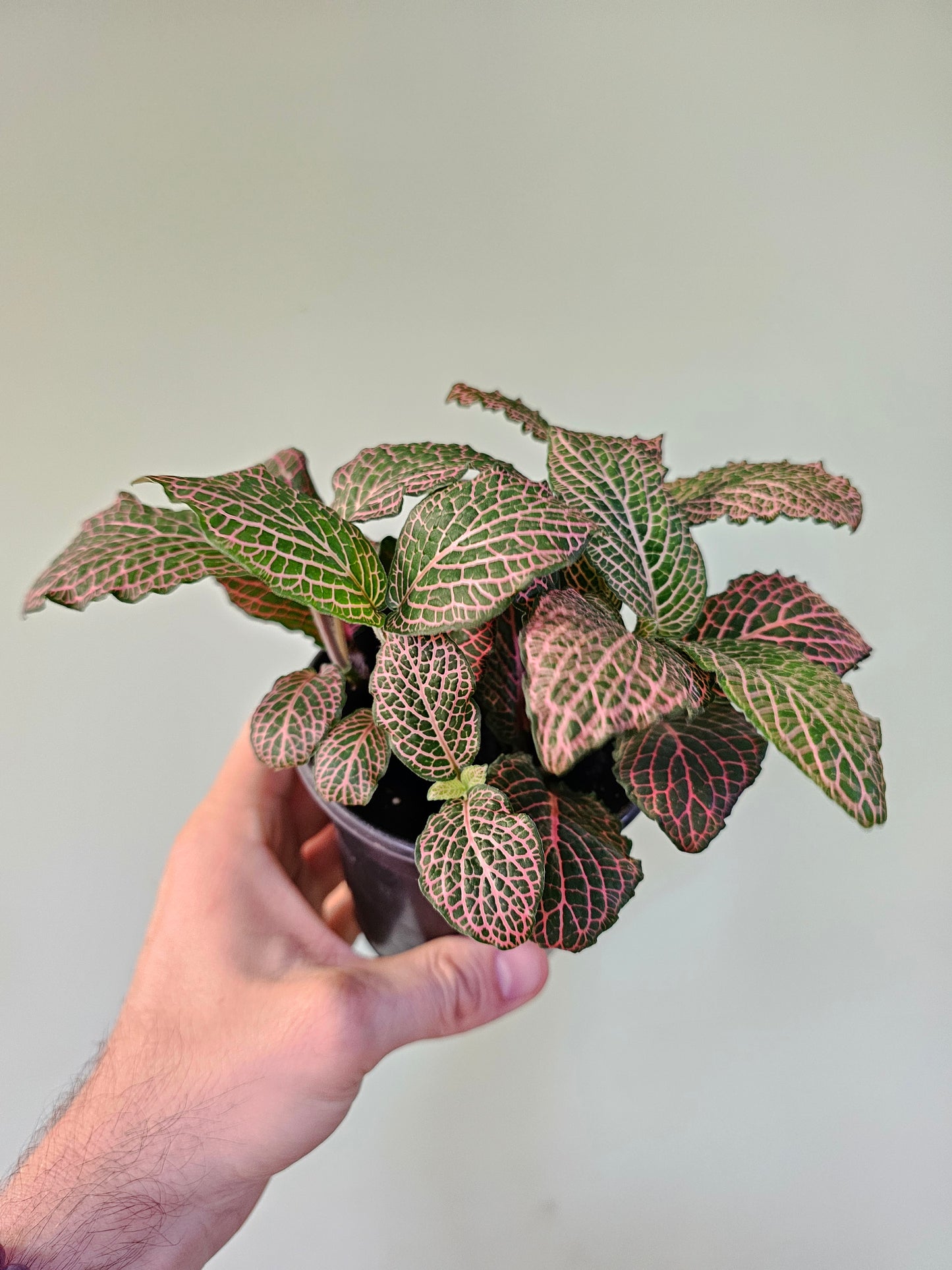 Fittonia albivenis 'Mistral' 4"
