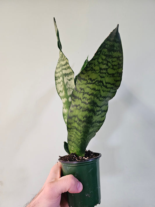 Sansevieria 'Jaboa' 3.5"