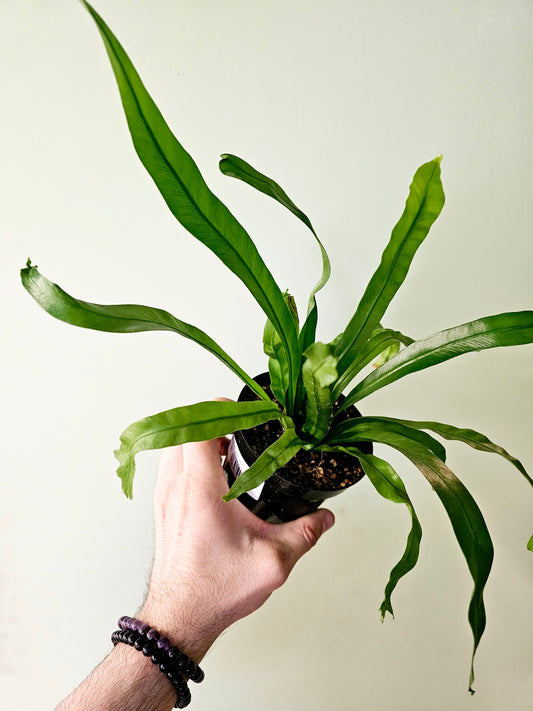 Asplenium antiquum 'Leslie' "Crested Japanese Bird's Nest Fern" 4"