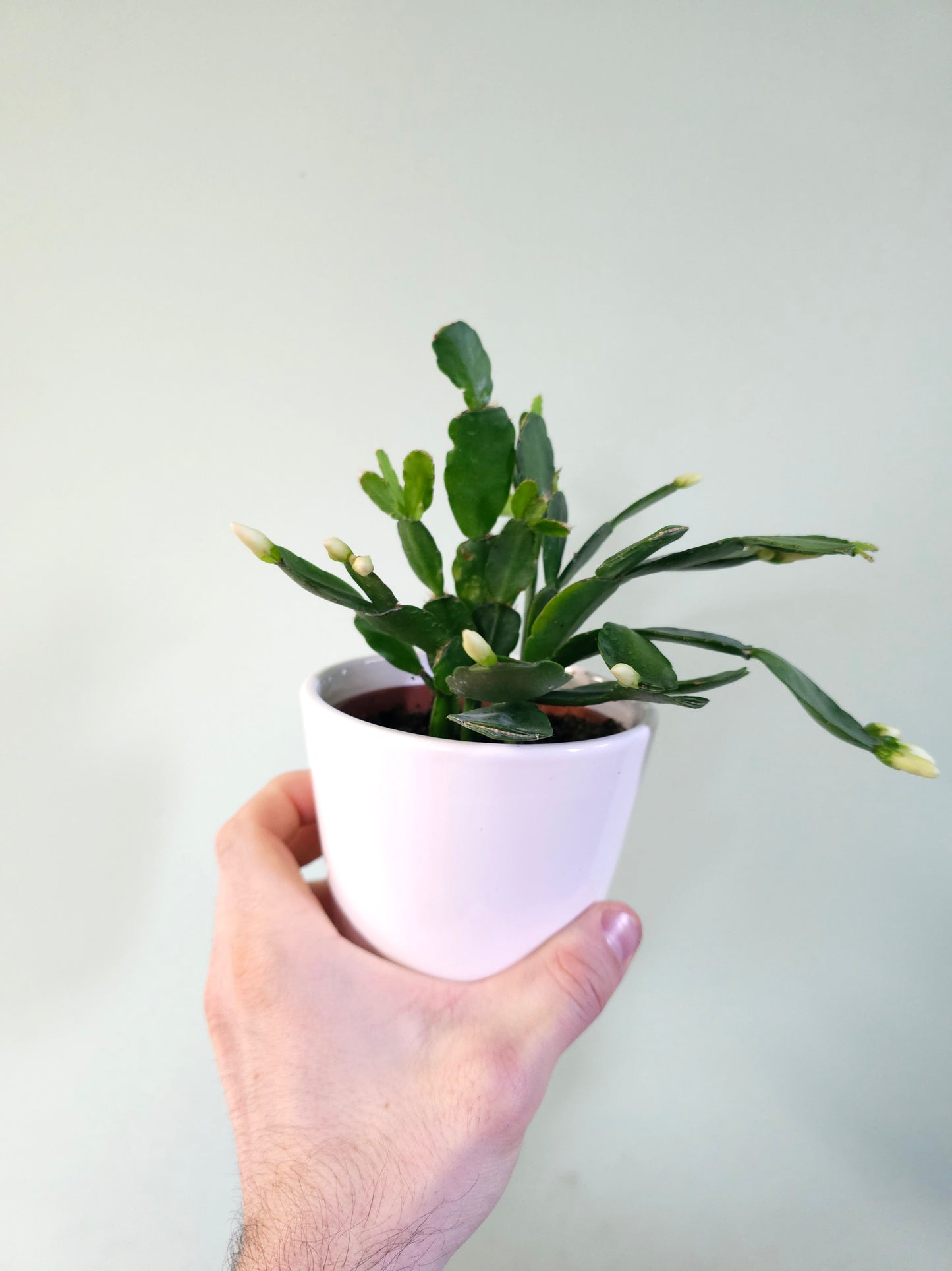 Rhipsalidopsis gaertneri "Spring/Easter Cactus" 4"