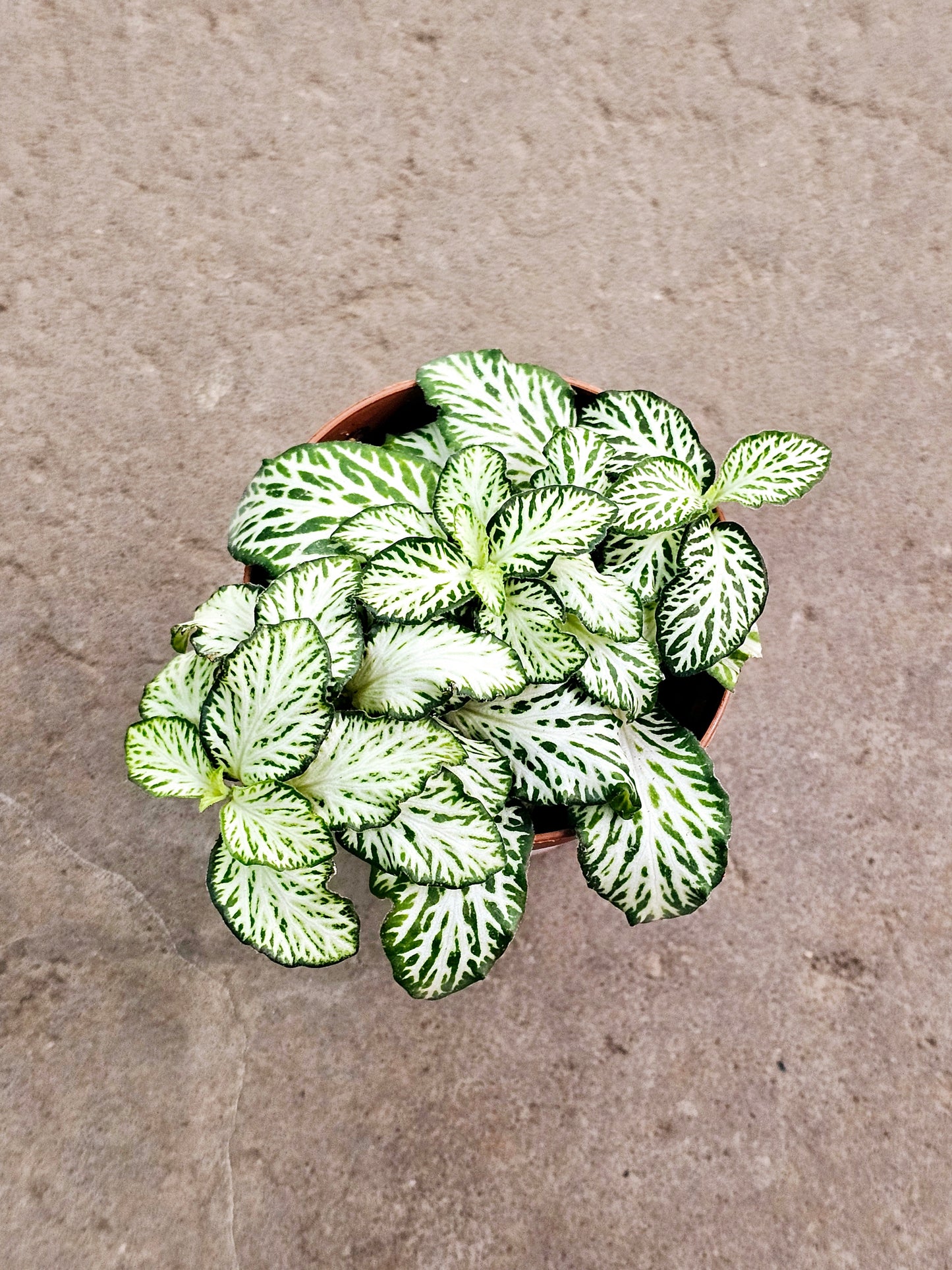 SAAM Auction - Fittonia Collector's Starter Pack