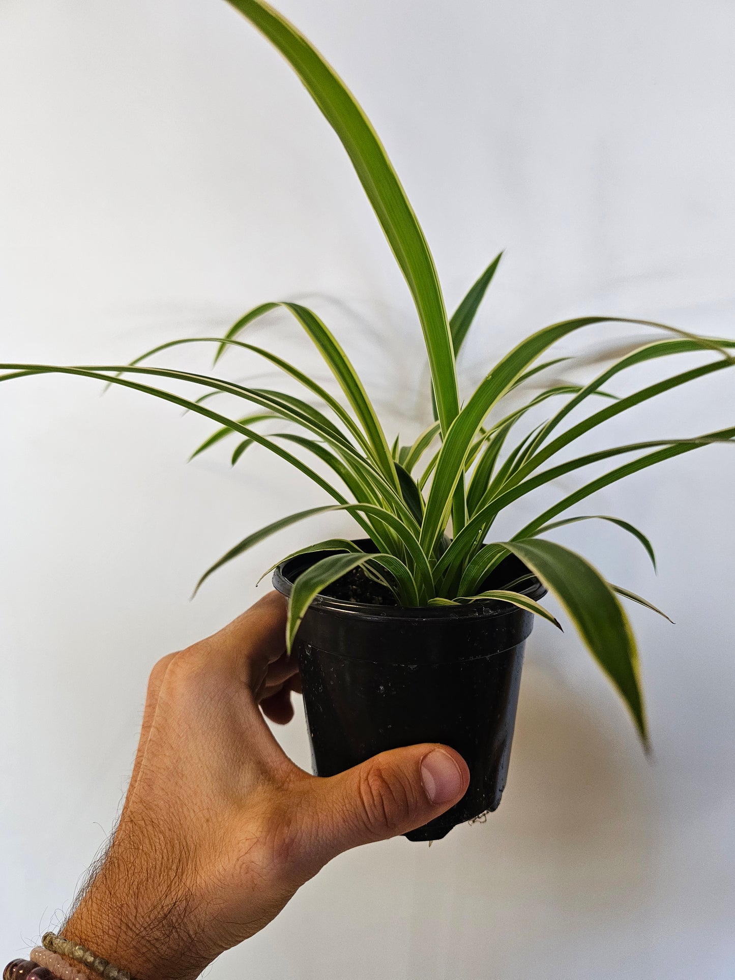 Chlorophytum comosum 'Irish' Variegated Spider Plant 4"