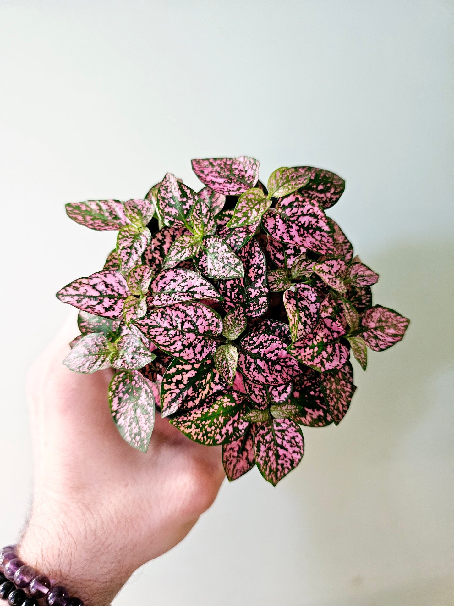 Hypoestes phyllostachya "Pink Polka Dot Plant" 4"