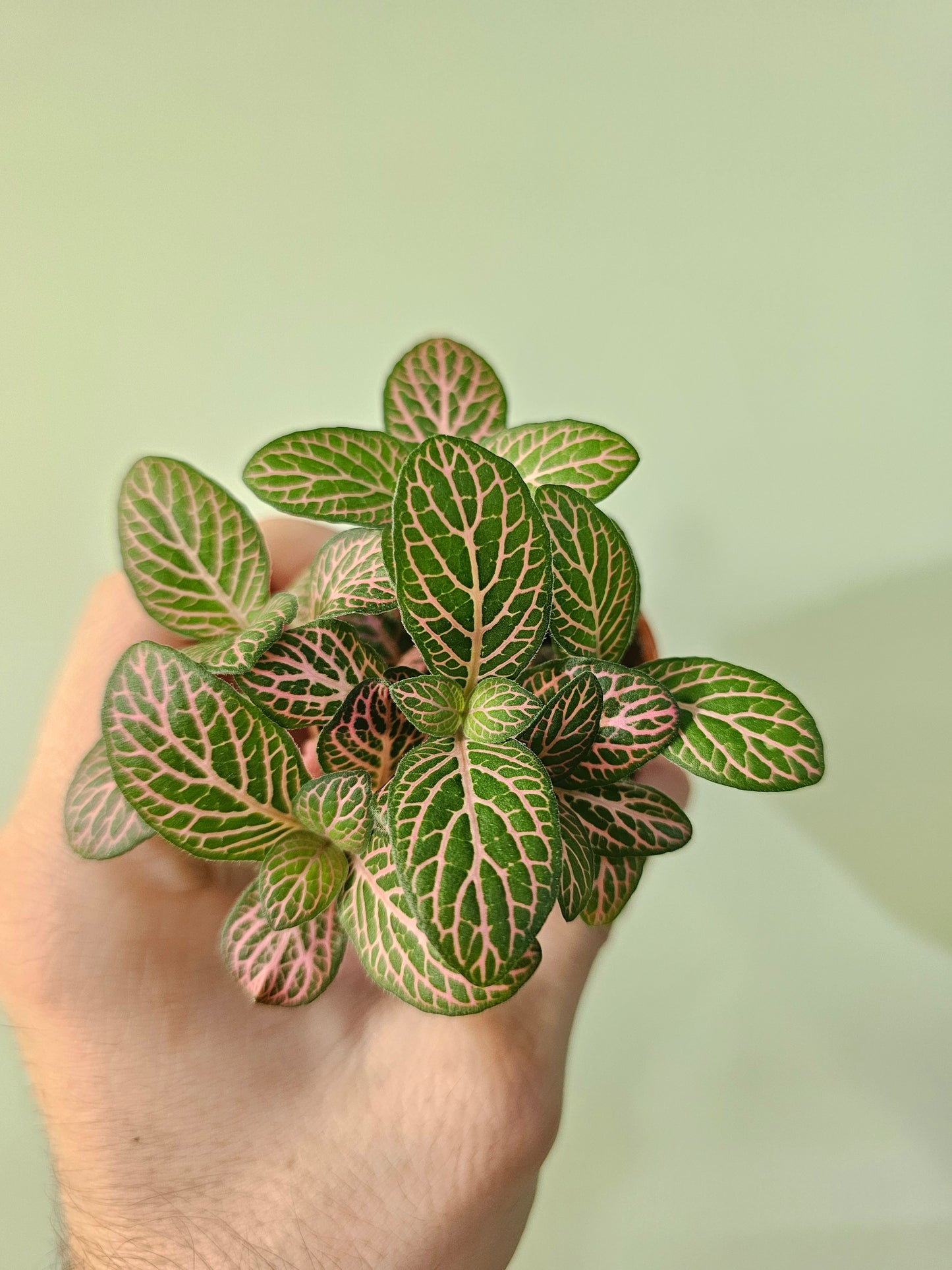 Fittonia albivenis cv. Extra Pink (QB Original)