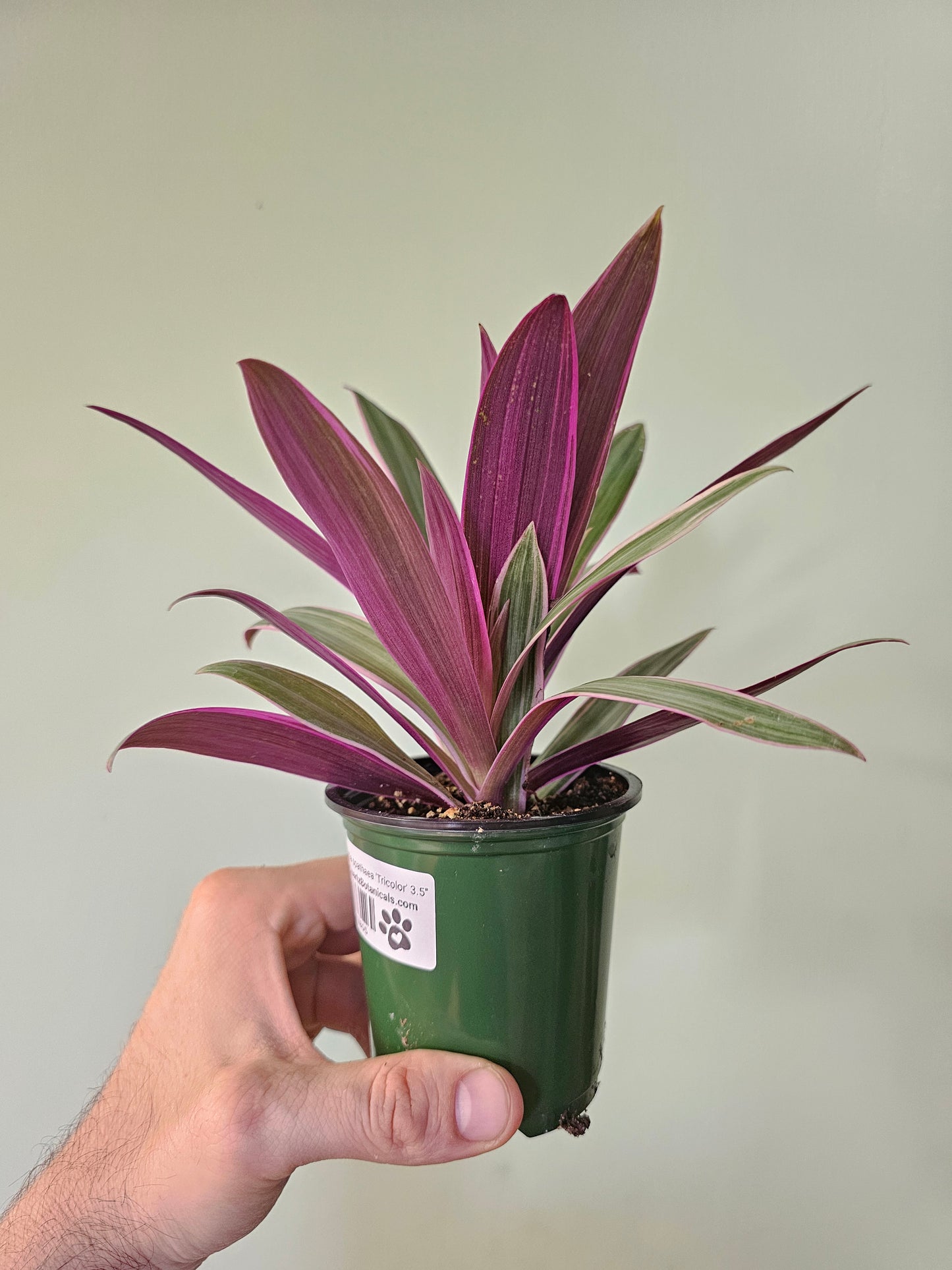 Tradescantia spathaea 'Tricolor' 3.5"