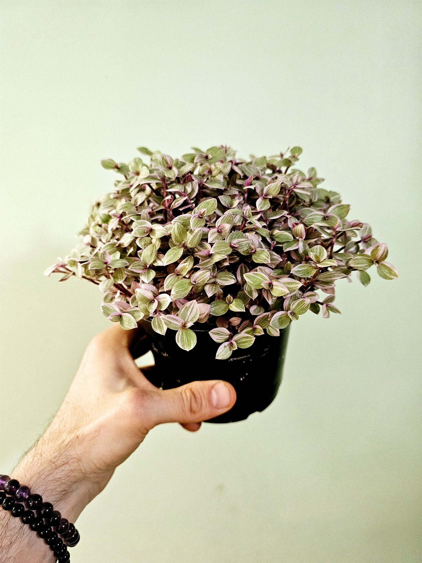 Callisia repens 'Rosato' "Pink Panther" 5"