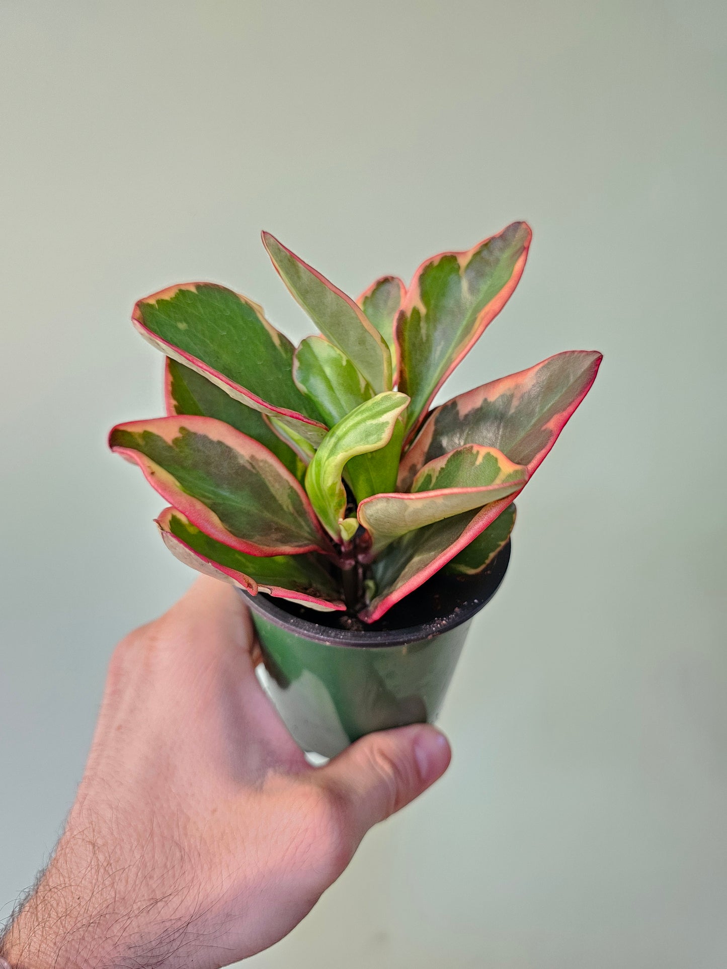 Peperomia clusiifolia 'Ginny' 3.5"